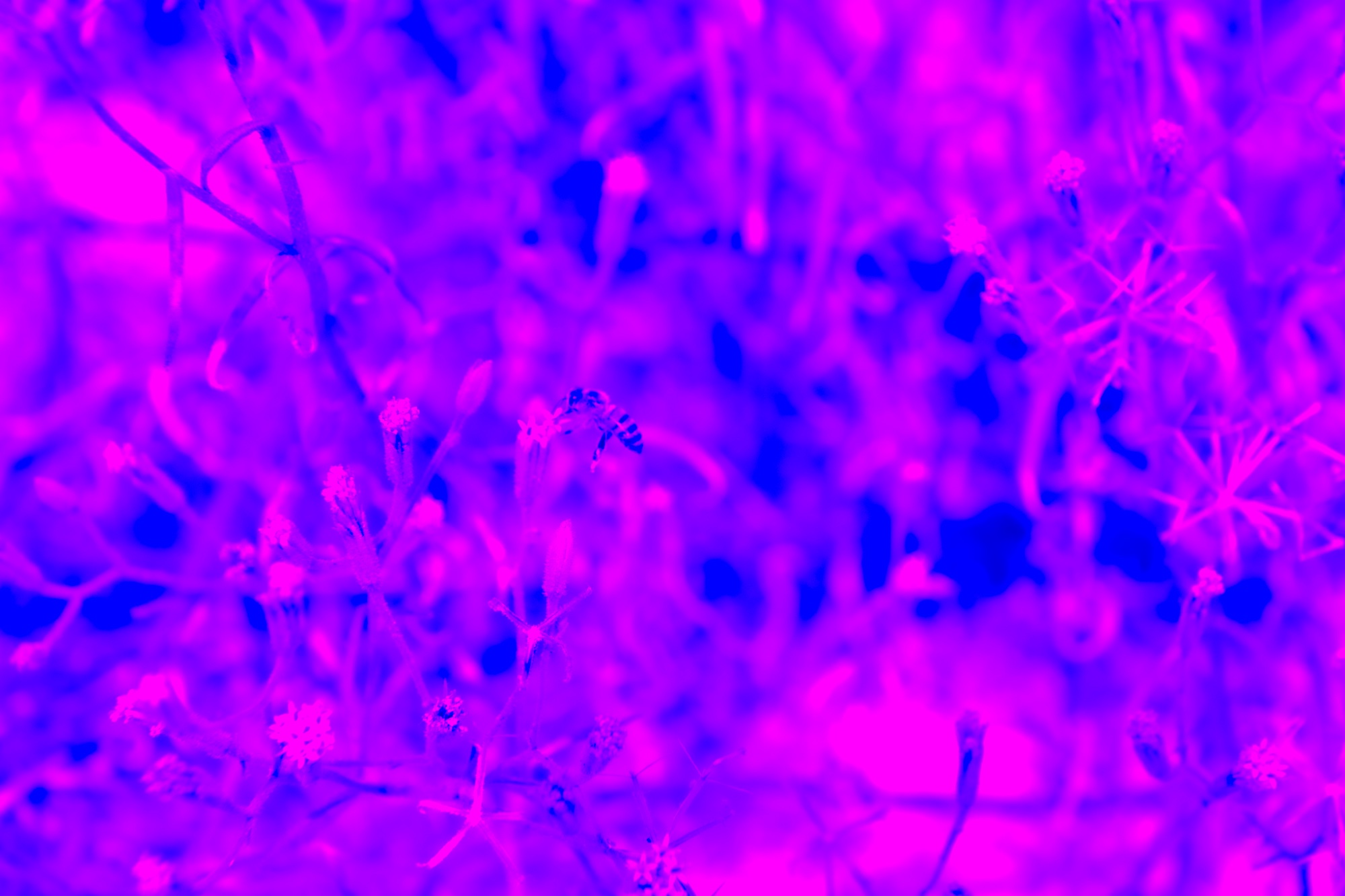 Flora Fantasia