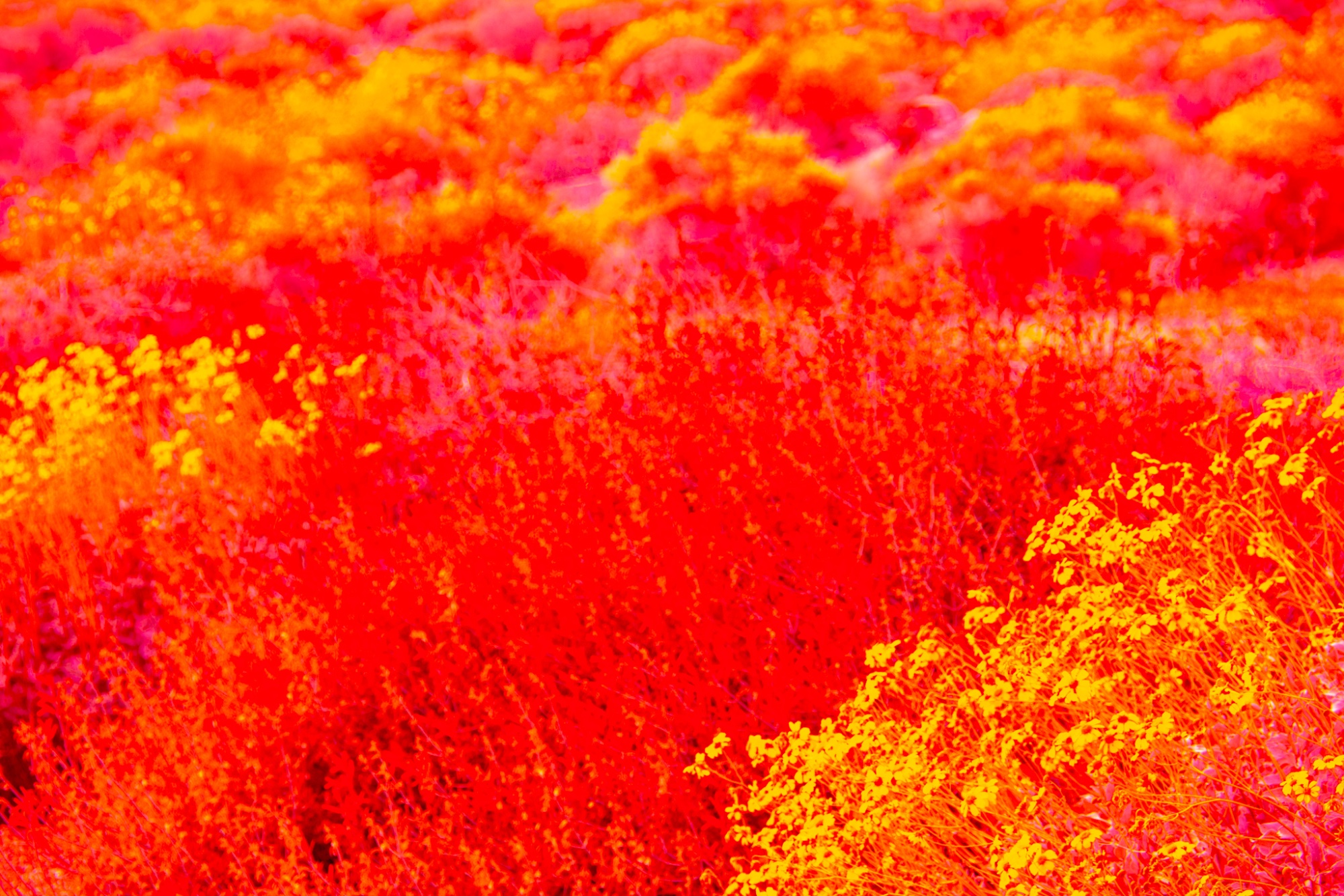 Flora Fantasia
