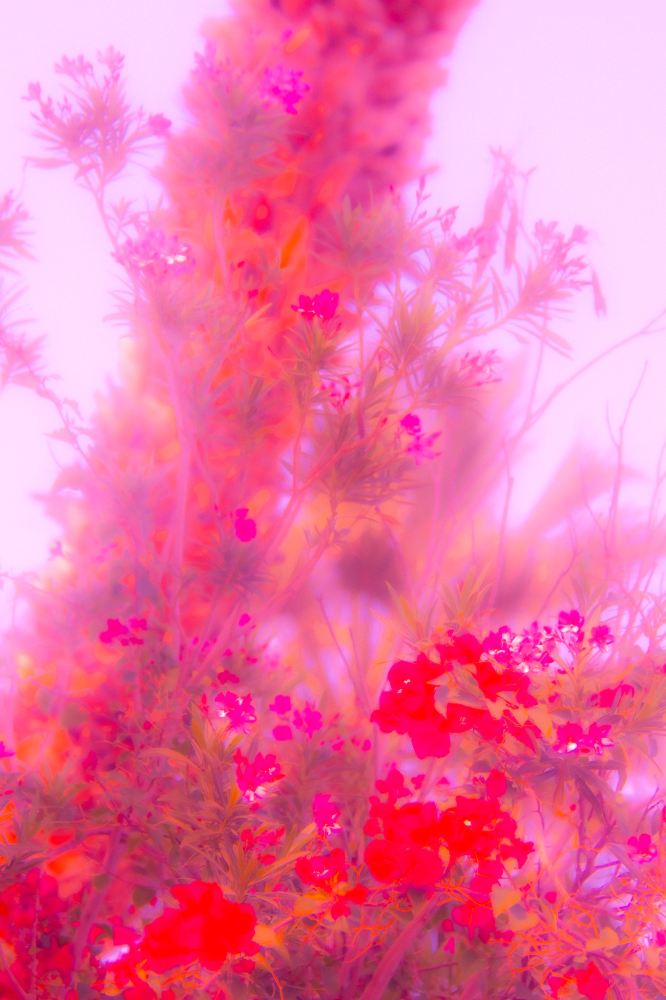 Flora Fantasia