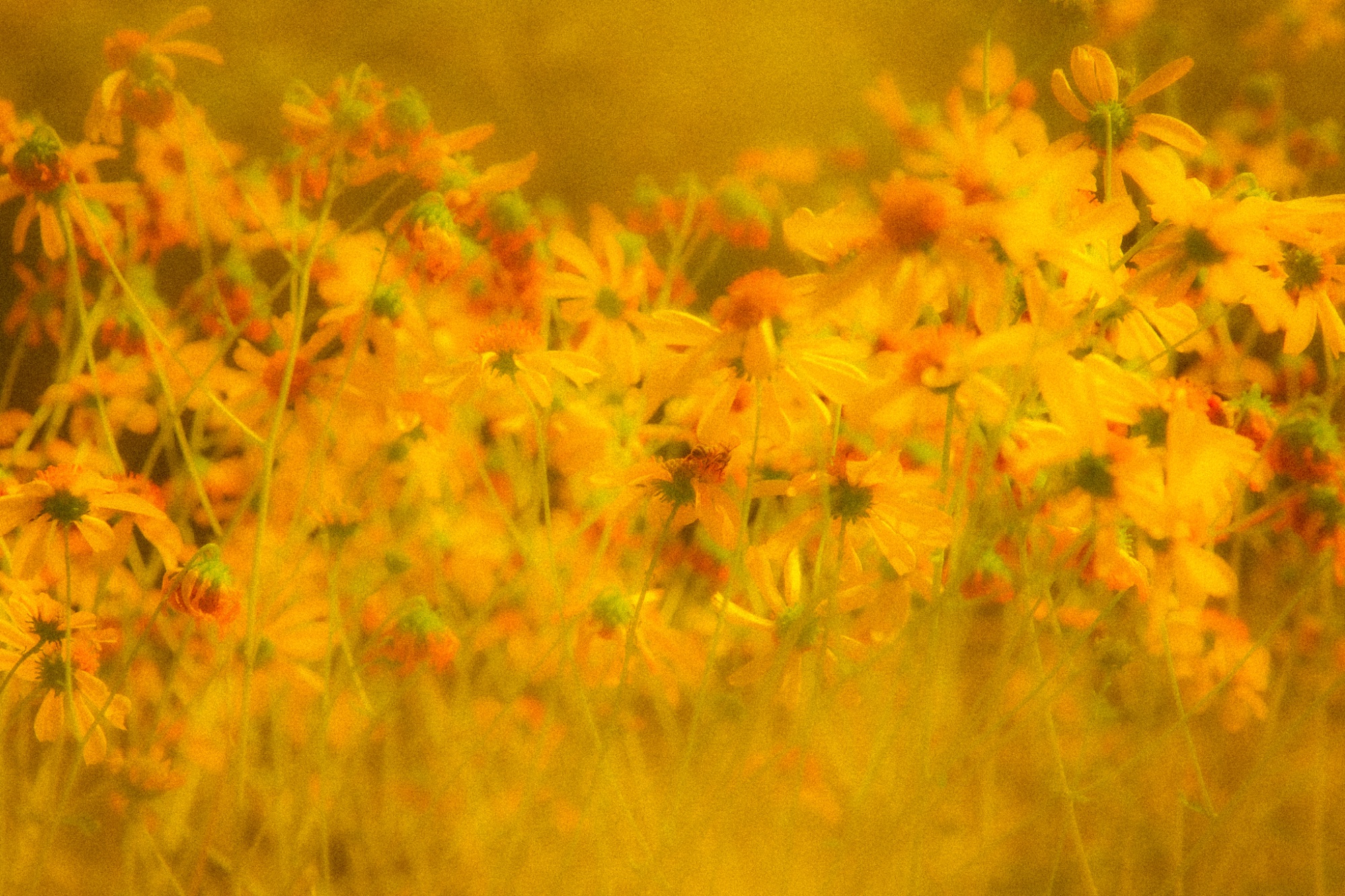 Flora Fantasia